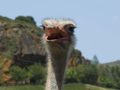 Las avestruces de cerca no parecen tan inofensivas...